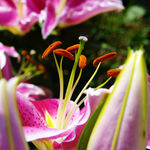 花蕊