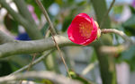 红花