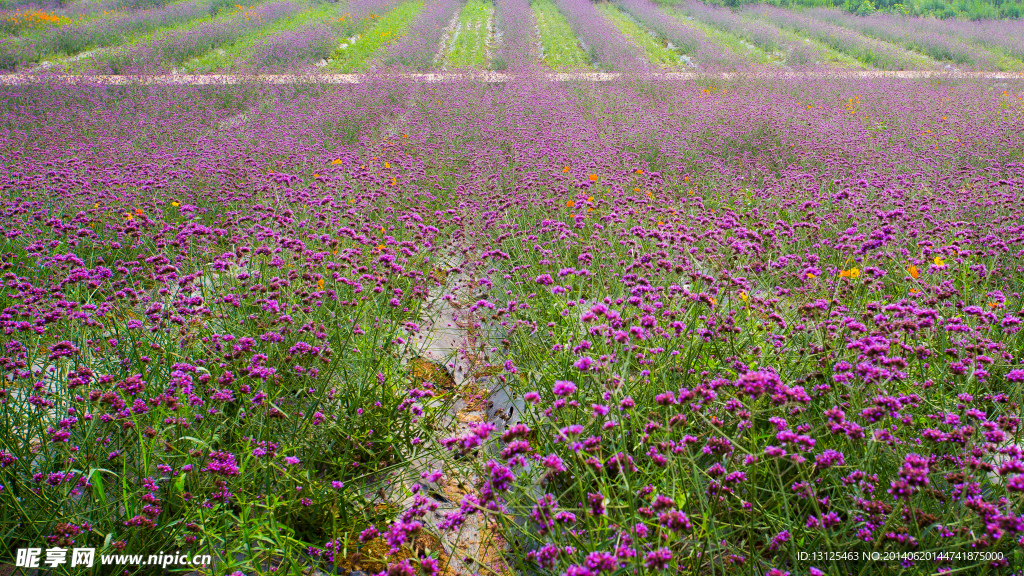 紫颐 香薰山谷