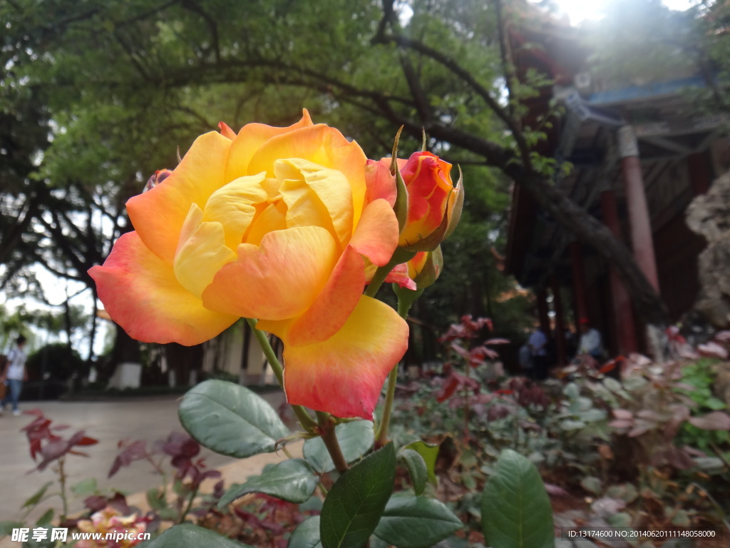 黄色玫瑰花