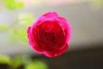 玫瑰花