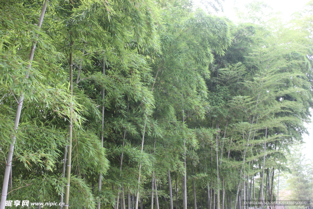 竹子林