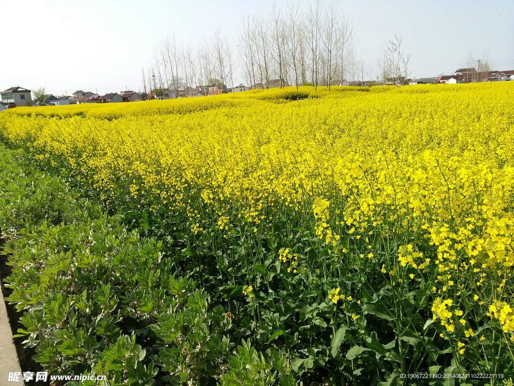 油菜花