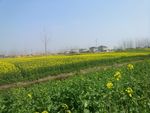 油菜花