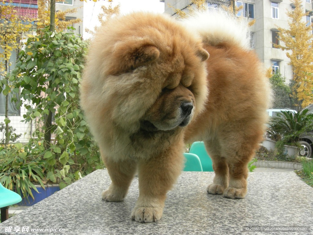 松狮狗狗