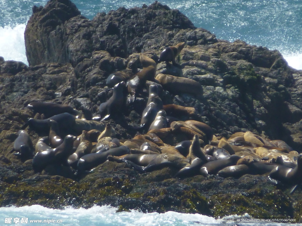 黄金海岸小岛上的海豹
