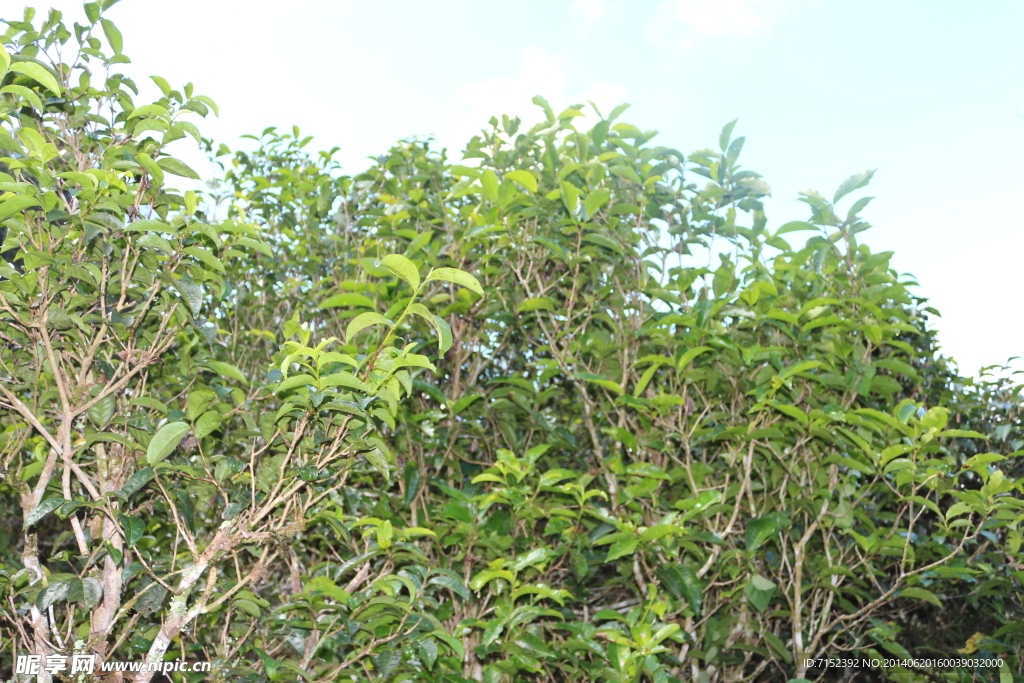 老班盆古树茶 茶园 茶