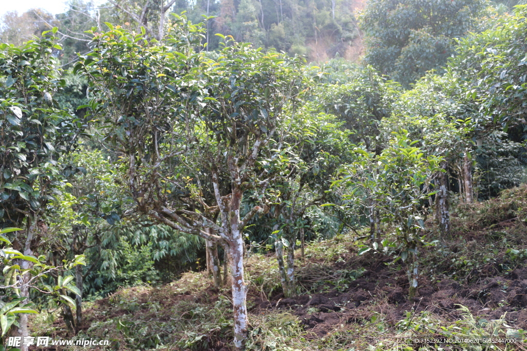 生态茶园 茶园 茶山 茶