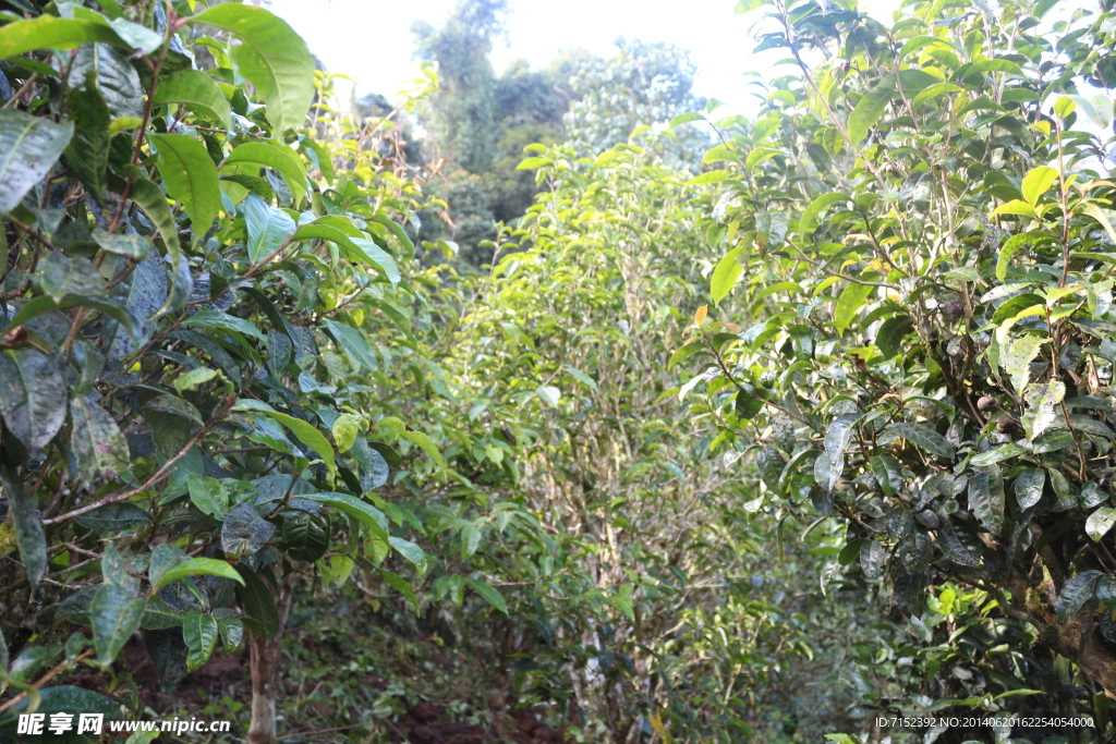 老班盆 茶园 茶山 茶