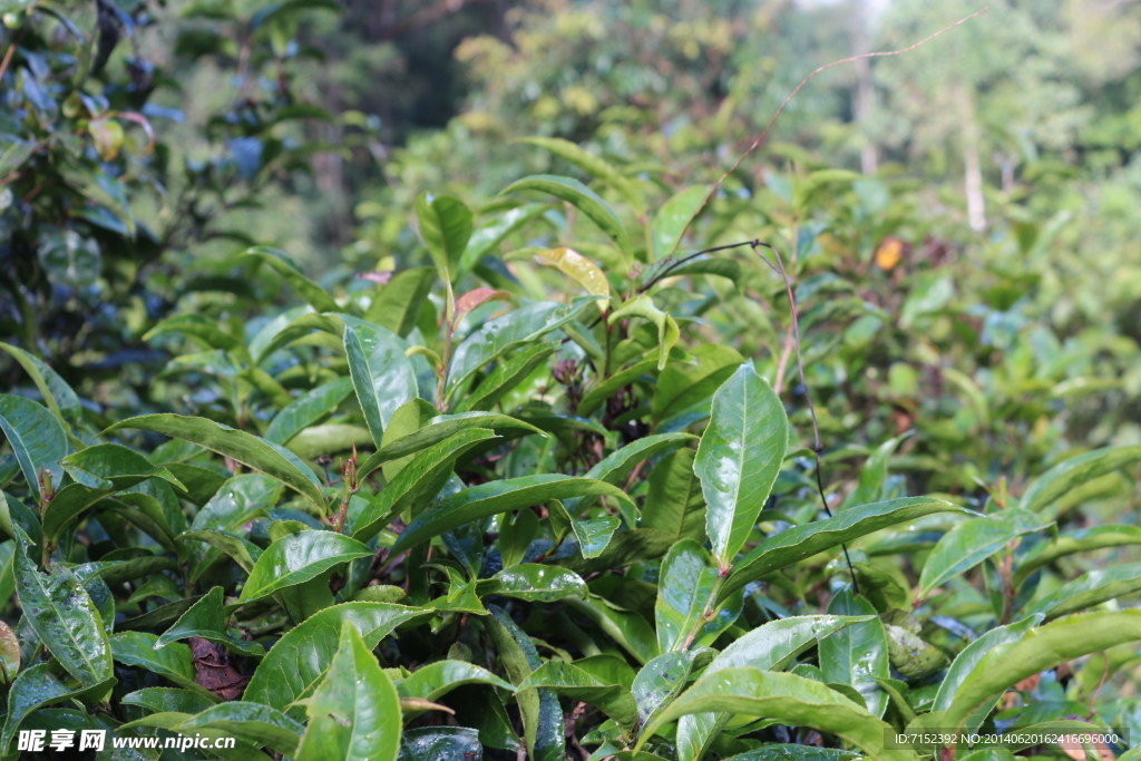 老班盆 茶园 茶山 茶