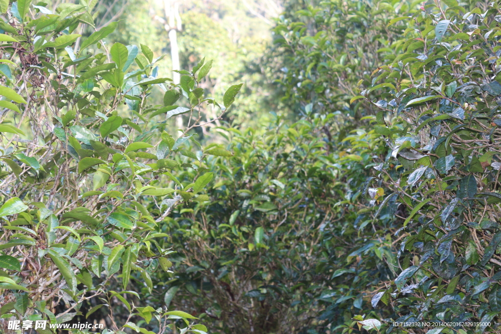 老班盆 茶园 茶山 茶