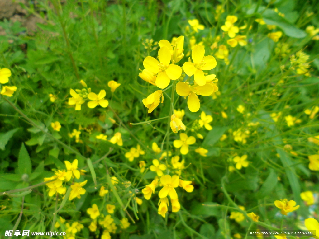 油菜花