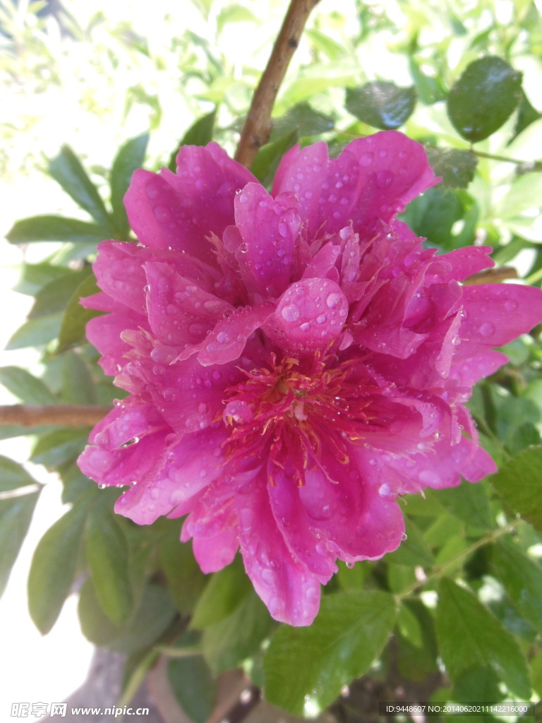 芍药花