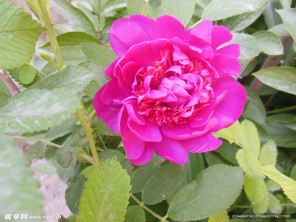 芍药花