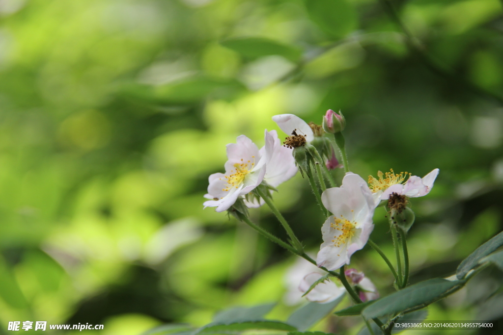 月季花