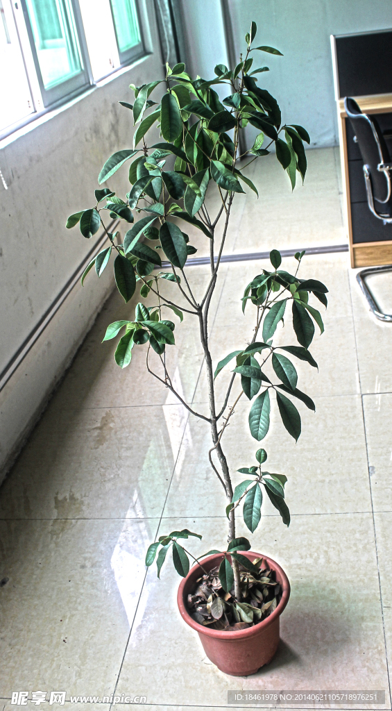 小树叶
