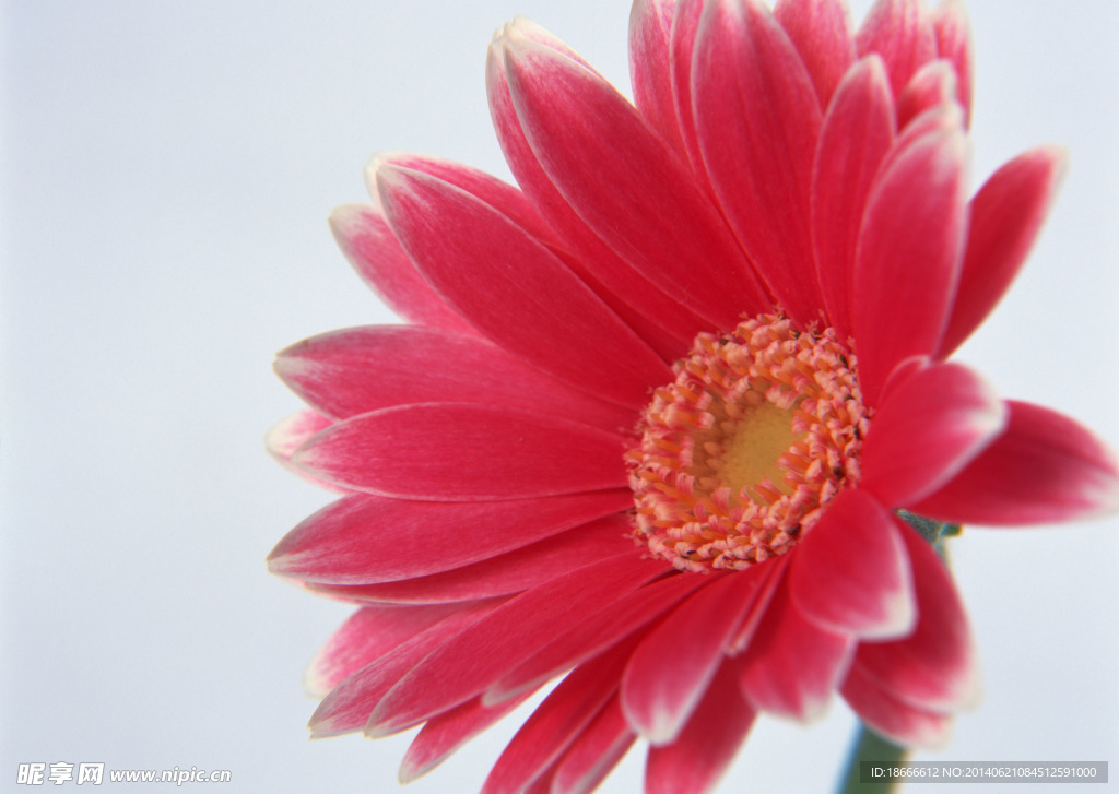 茼蒿花
