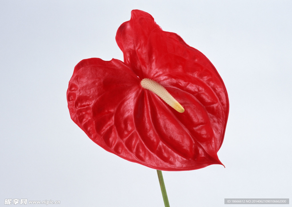 红鹅掌  花烛