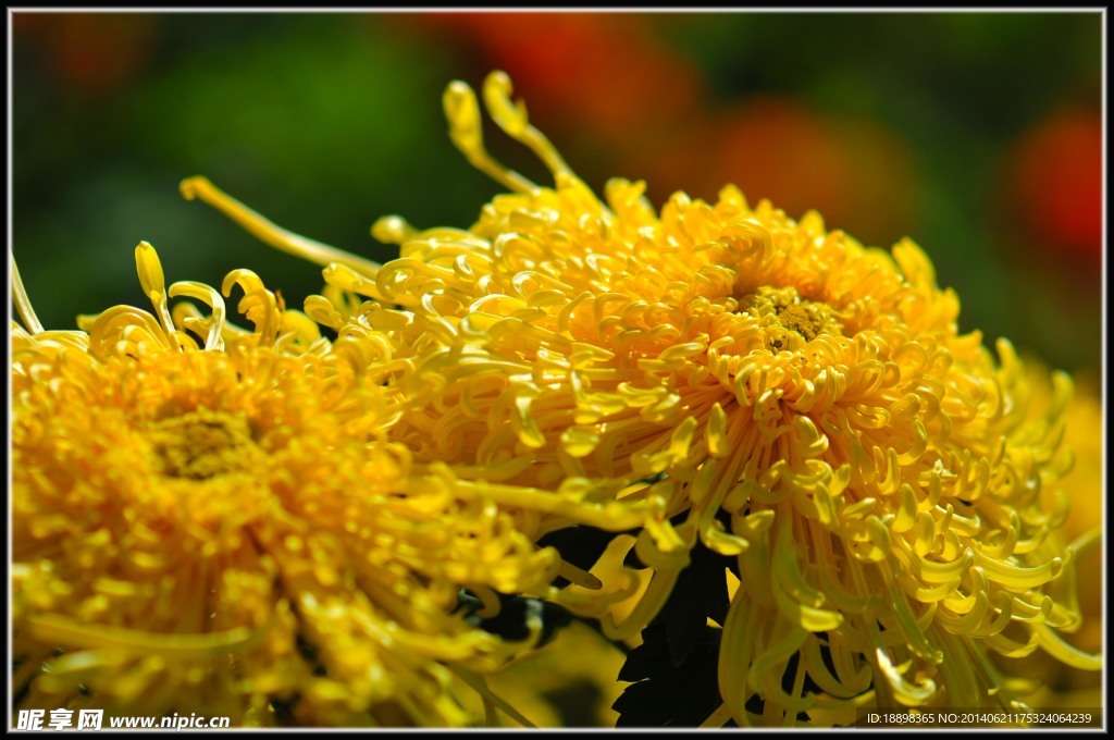 菊花