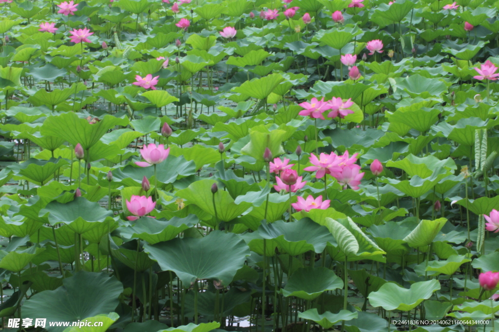 耕织图景区荷花