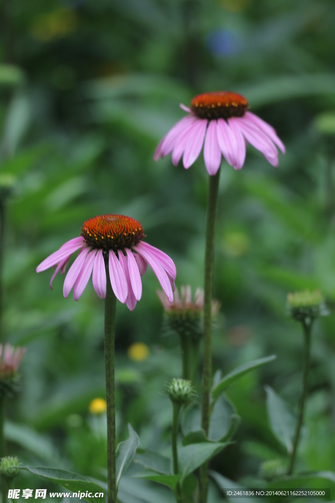 雏菊