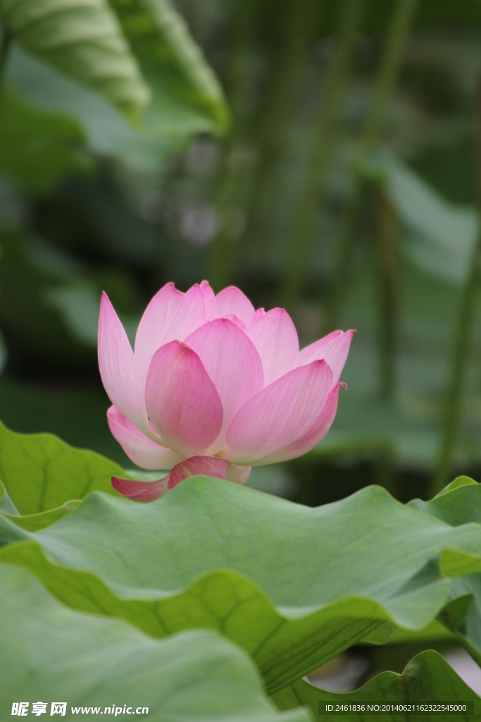 耕织图景区 荷花