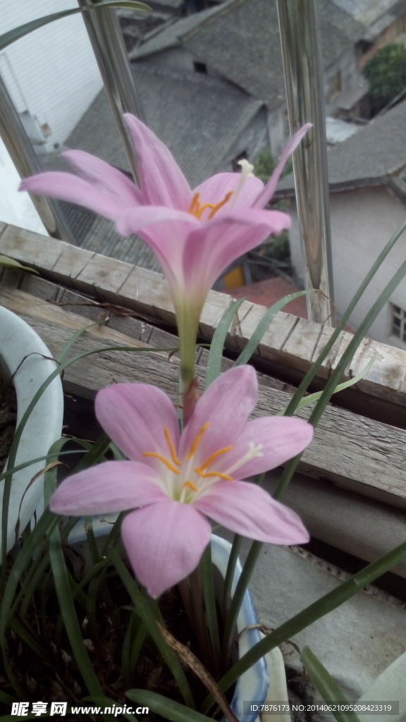 水仙花朵