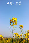 油菜花