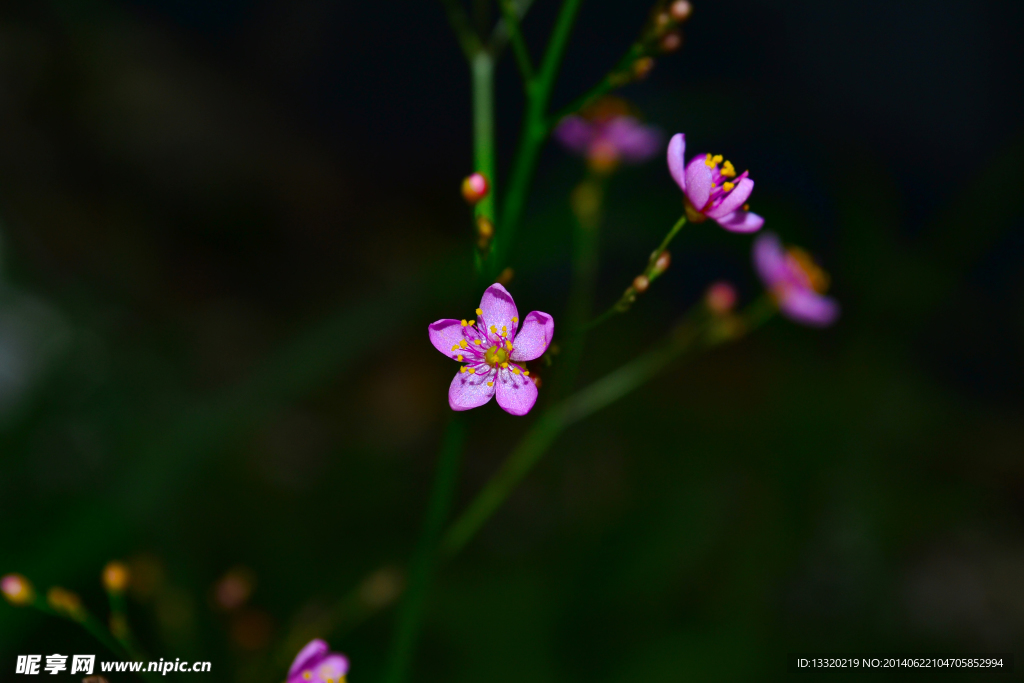 向阳花