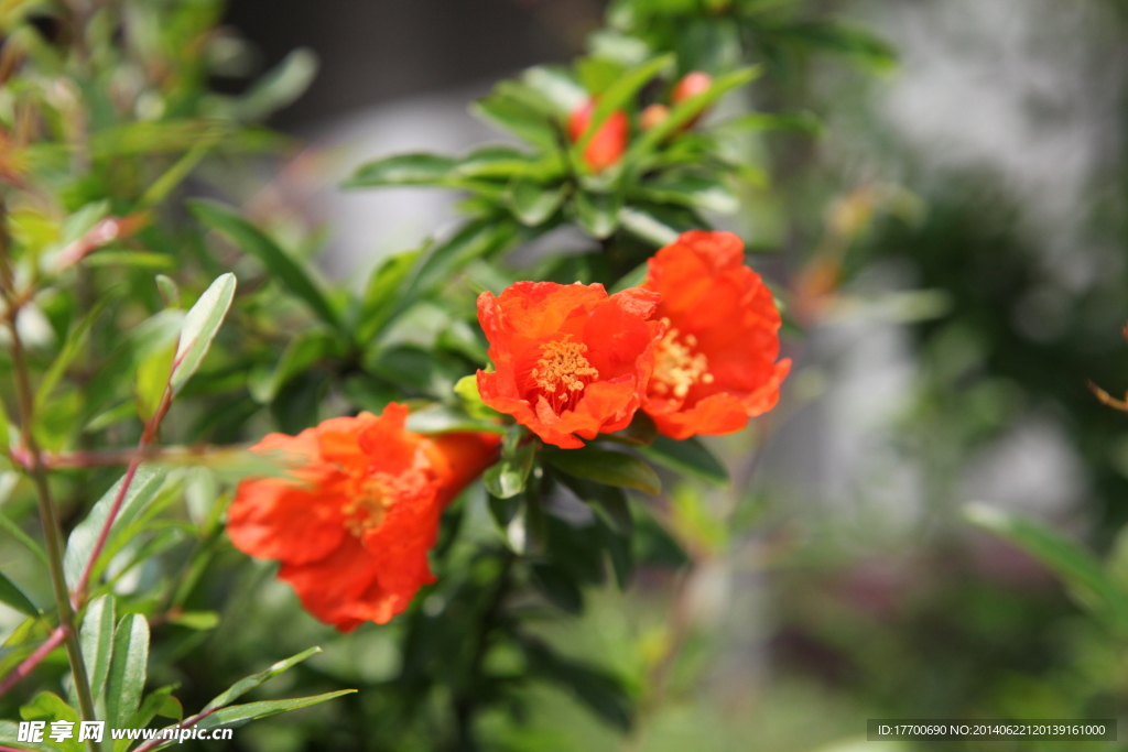 石榴花