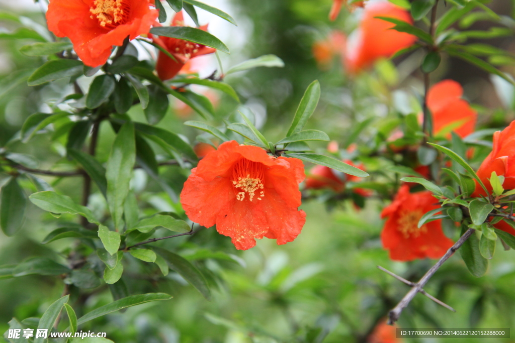 石榴花