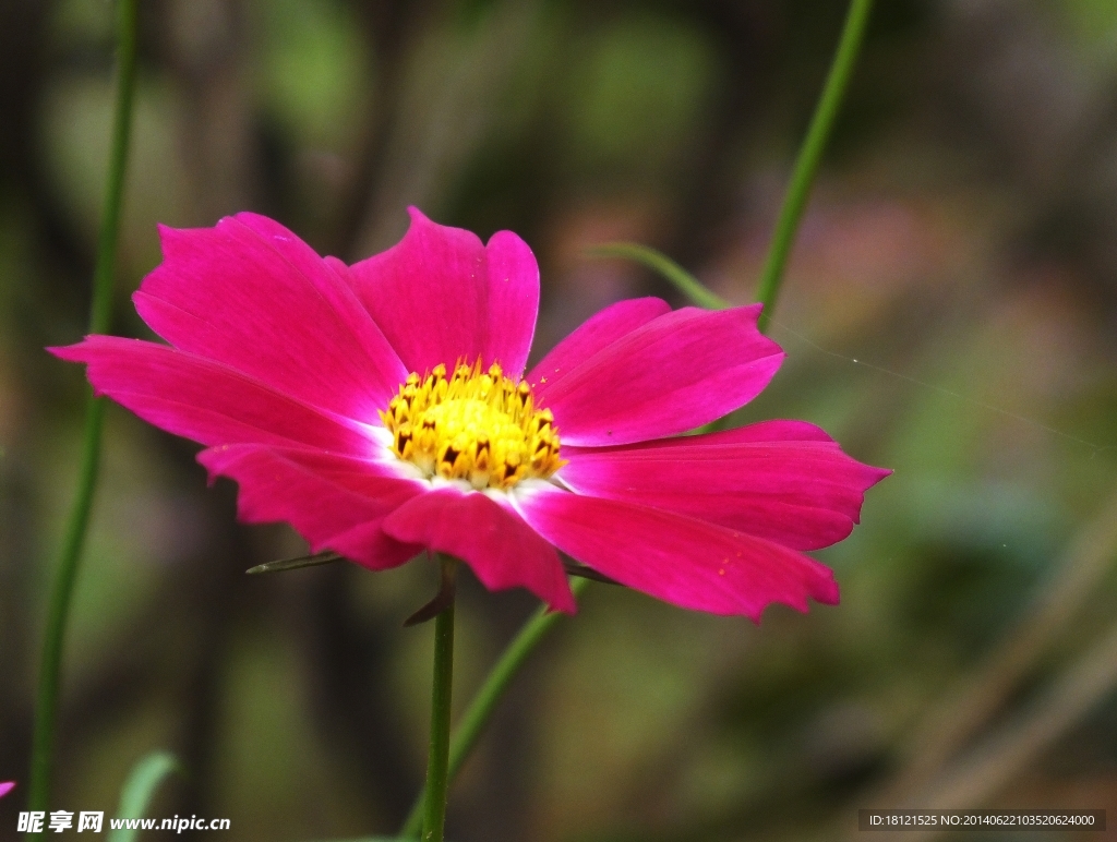 洛桑花