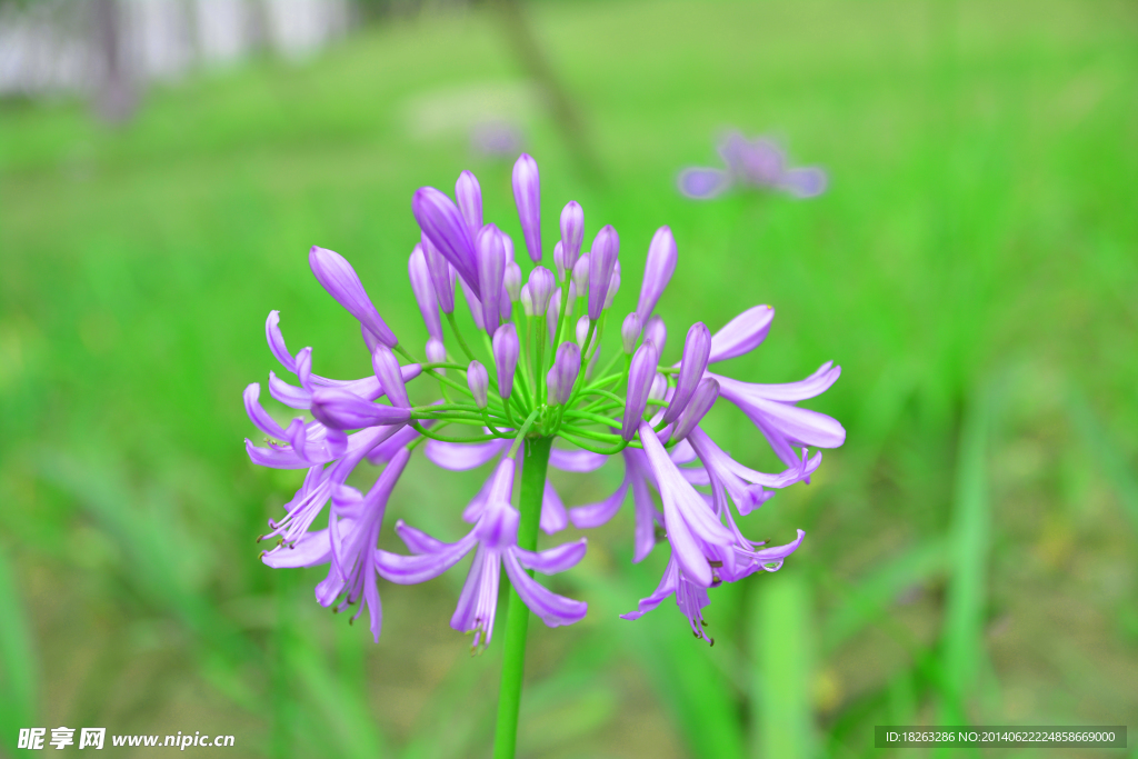 小花