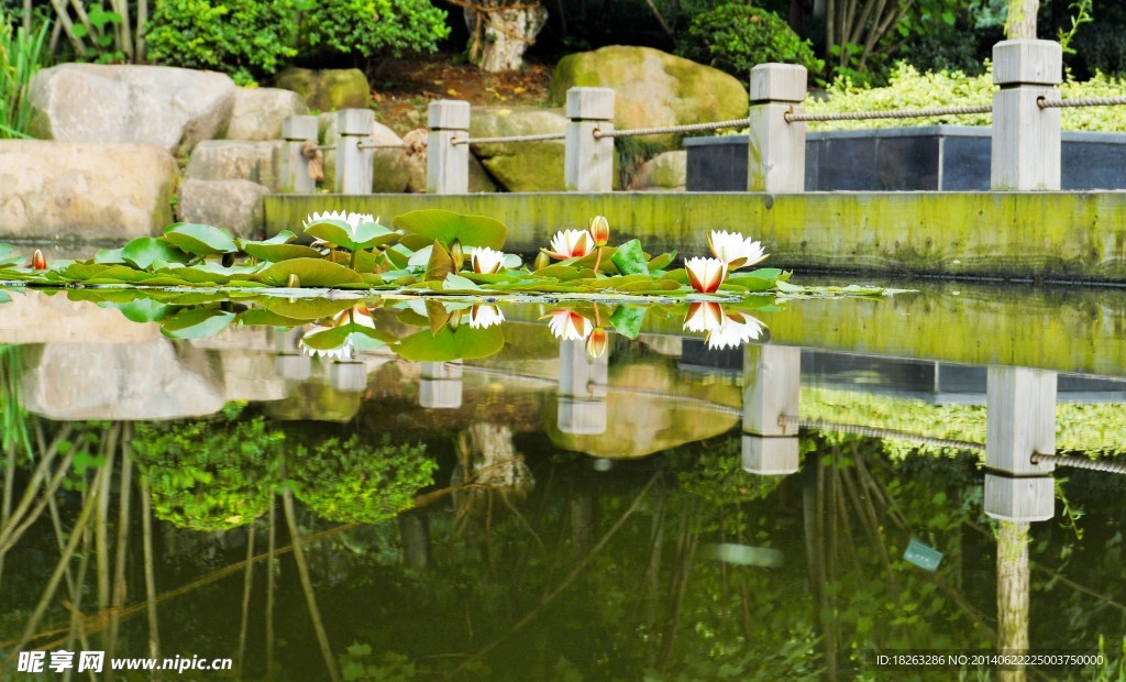 莲花