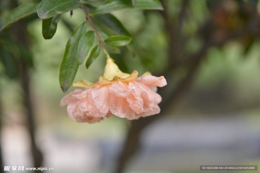 石榴花