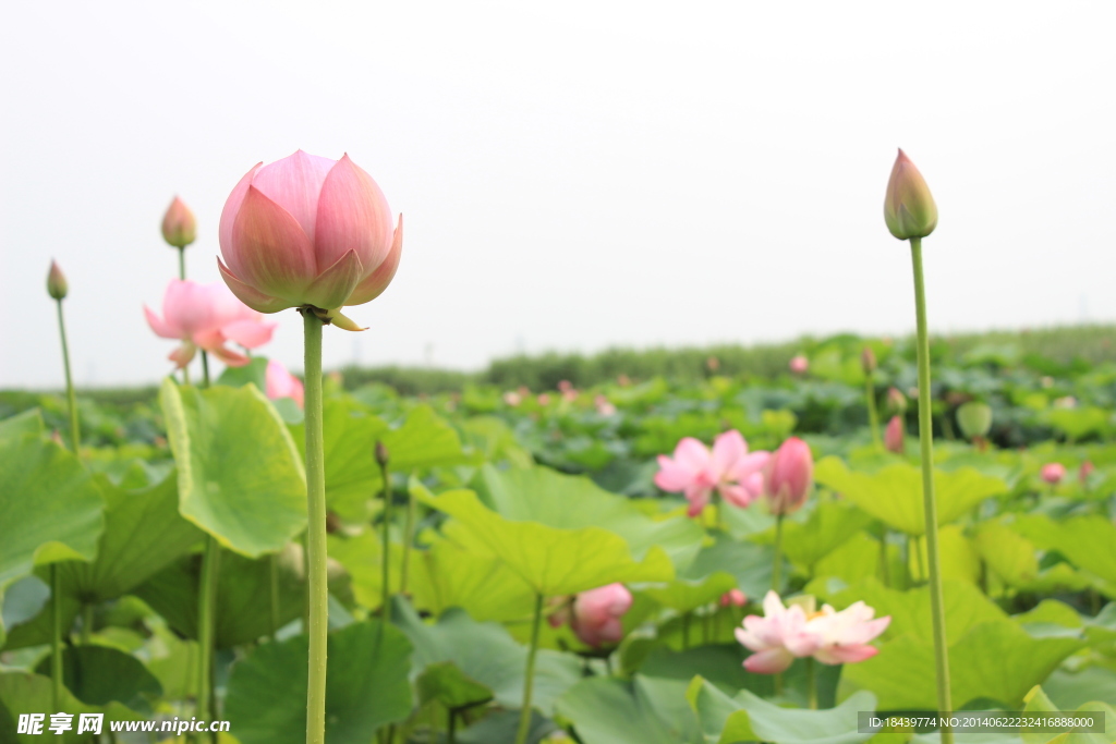 出水芙蓉