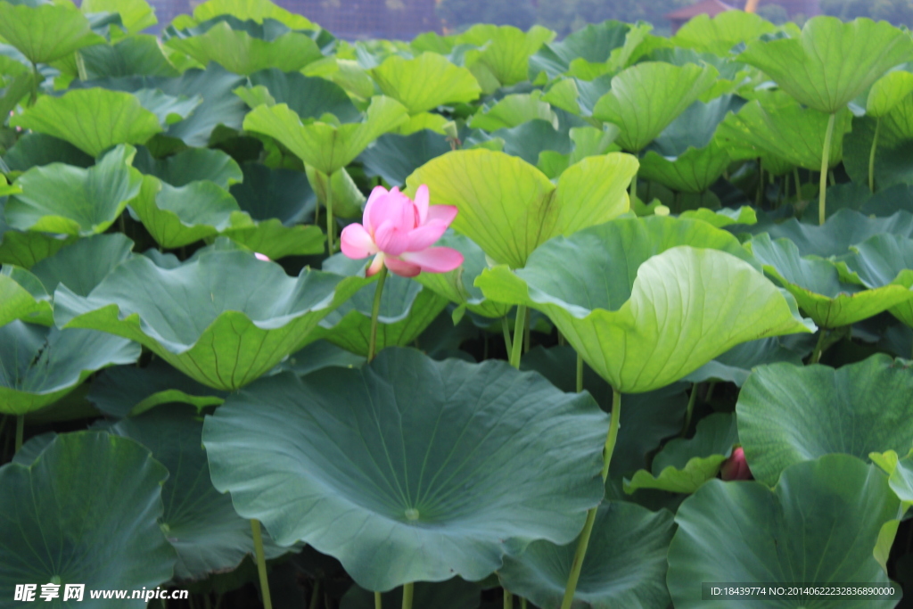 出水芙蓉