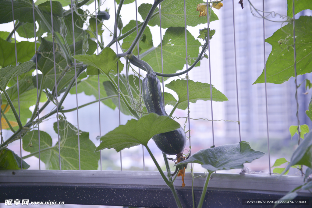 藤蔓植物