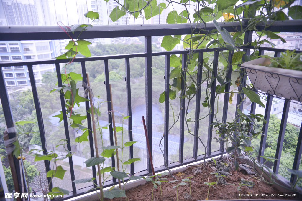 藤蔓植物