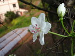 梨花