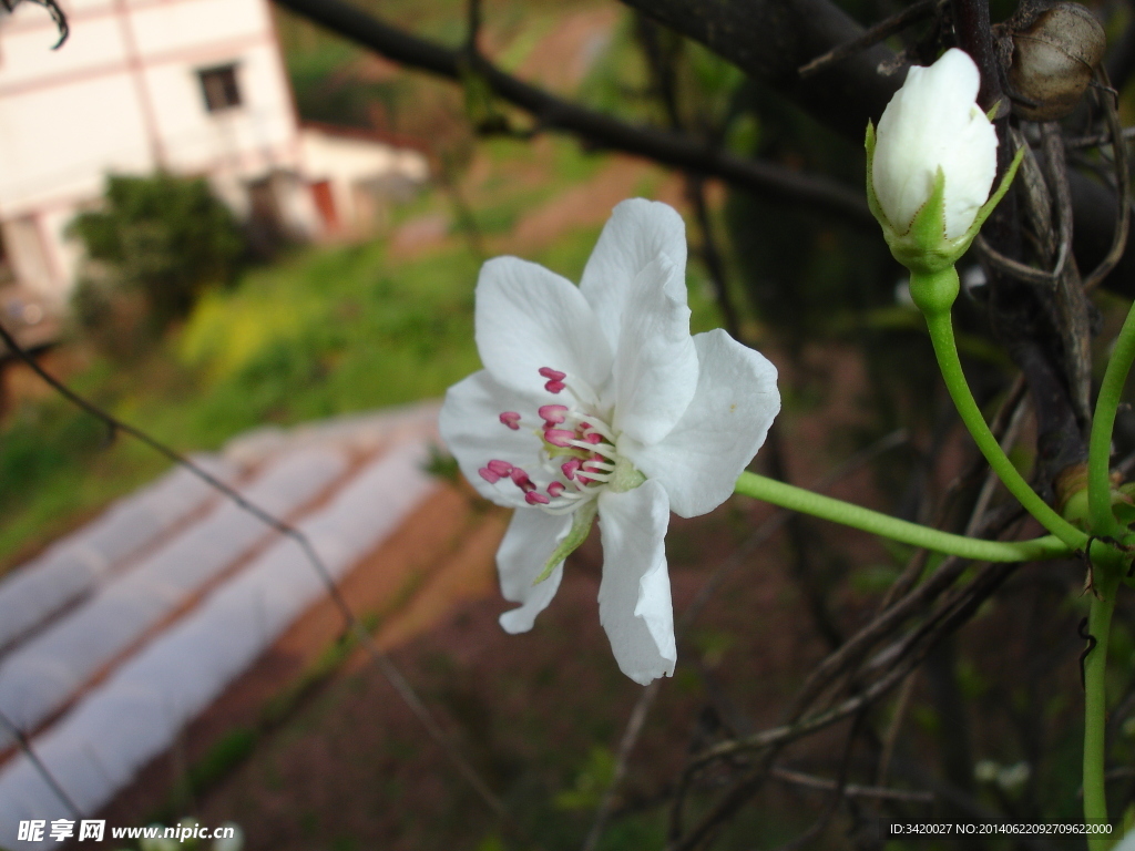 梨花