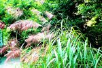 芦花