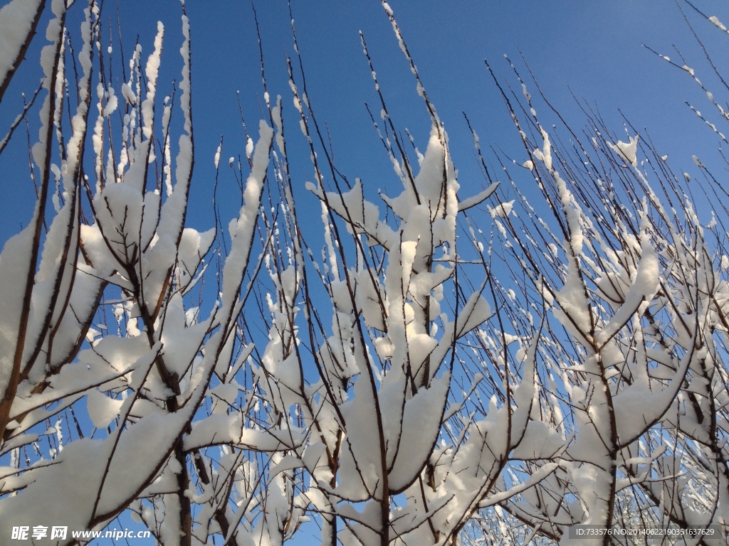 雪中的树