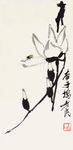 玉兰草虫