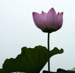 清高红莲