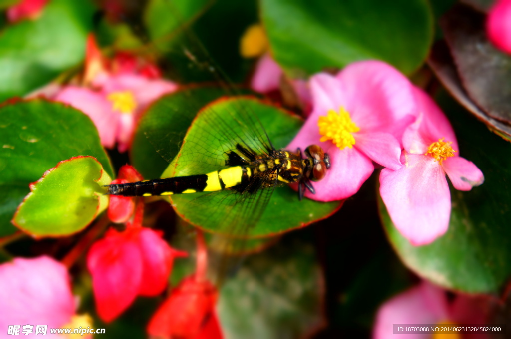 蜻蜓 海棠花