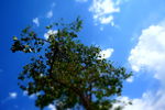 蓝天 白云 树