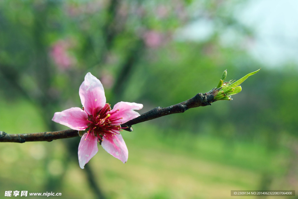 桃花