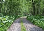 林间公路