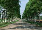 林间公路